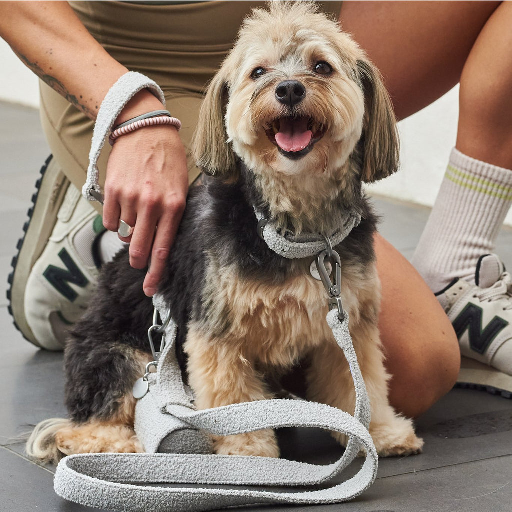 Boucle Dog Leash – Stylish 150cm Walking Lead for Dogs