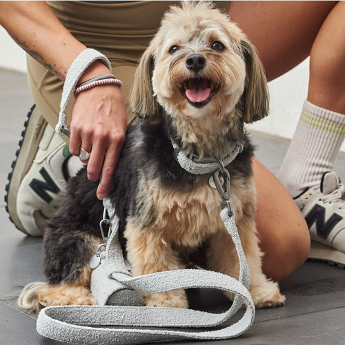 Boucle Dog Leash – Stylish 150cm Walking Lead for Dogs