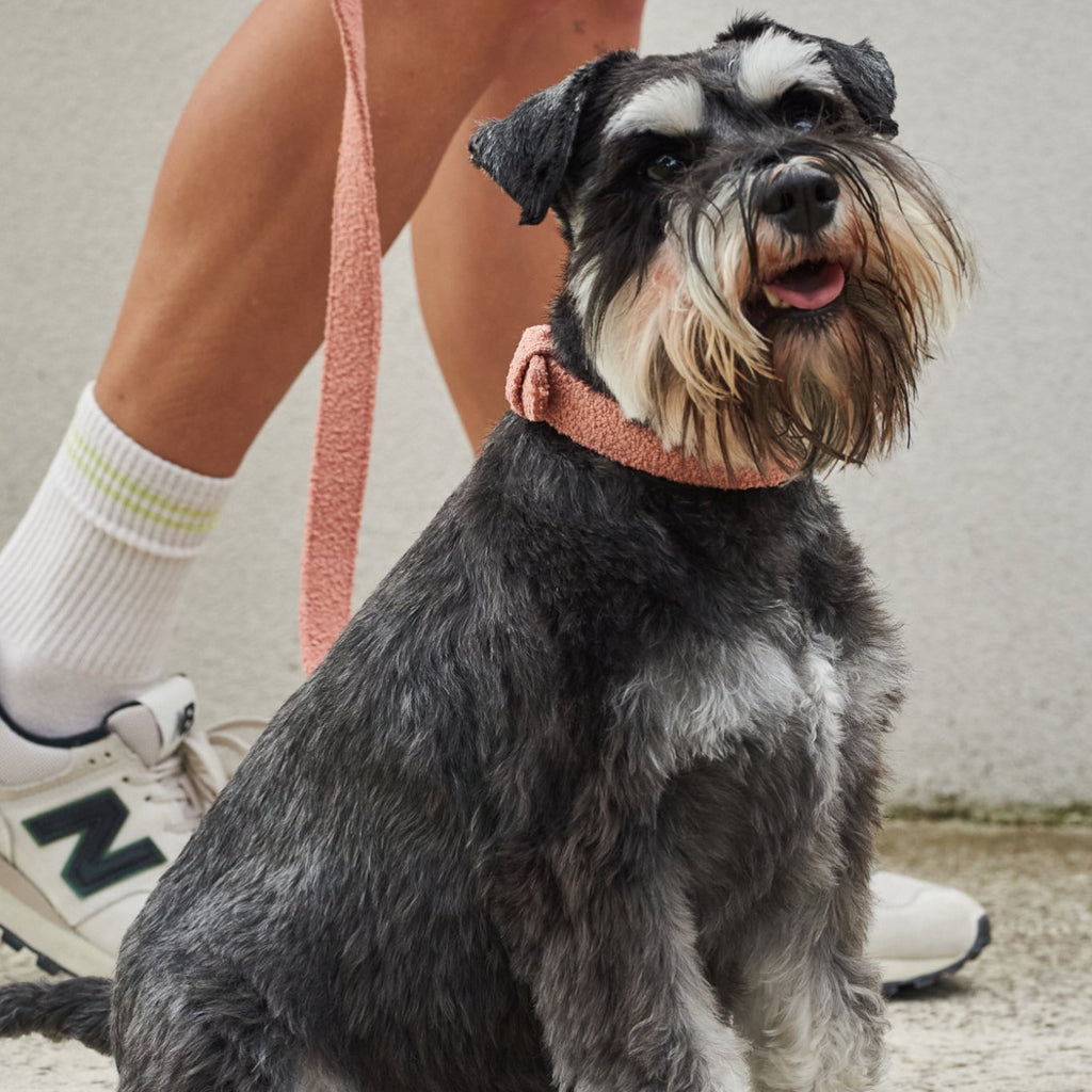 Boucle Dog Leash – Stylish 150cm Walking Lead for Dogs